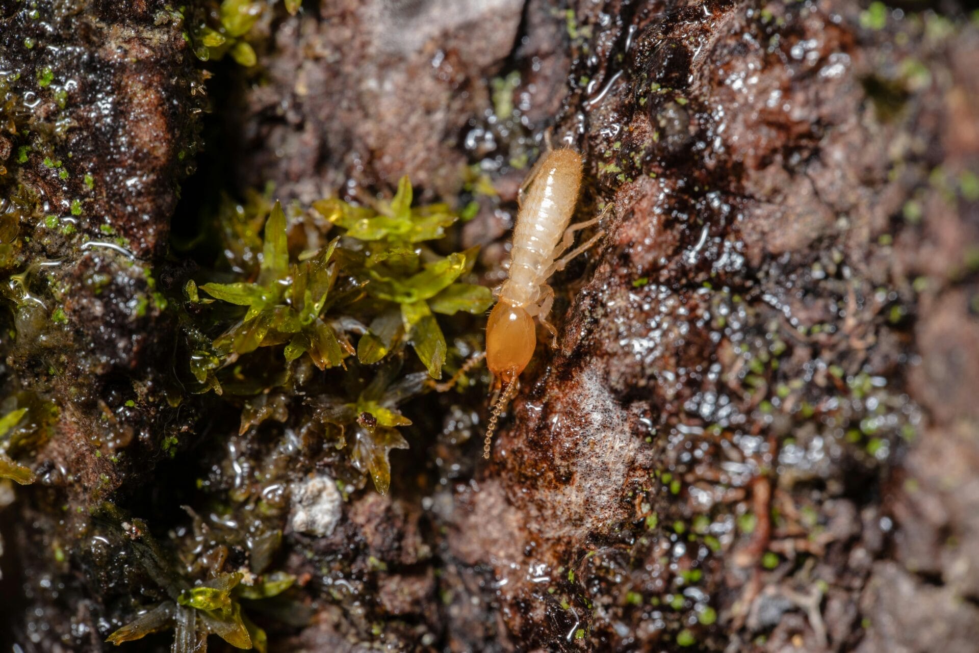 Termite